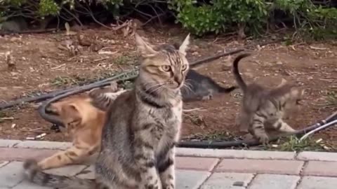 😂🐶 You Won't Believe This Cat's Reaction! | FunFM