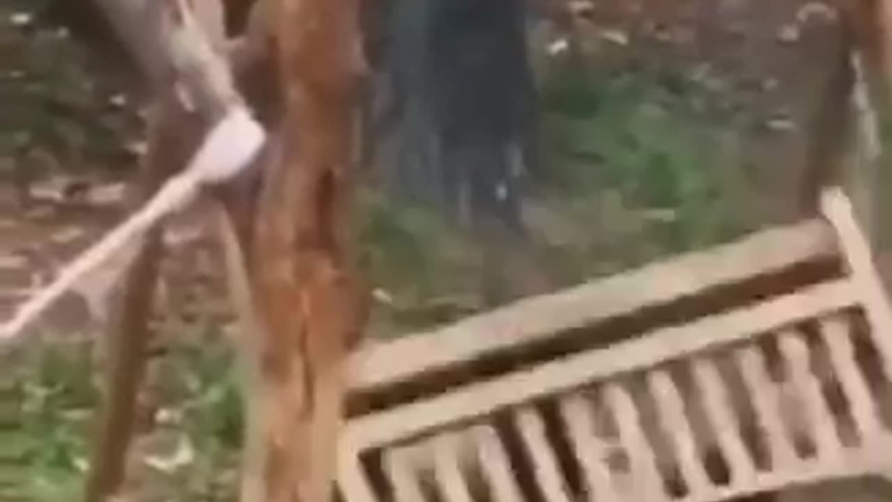 Funny animals 😄