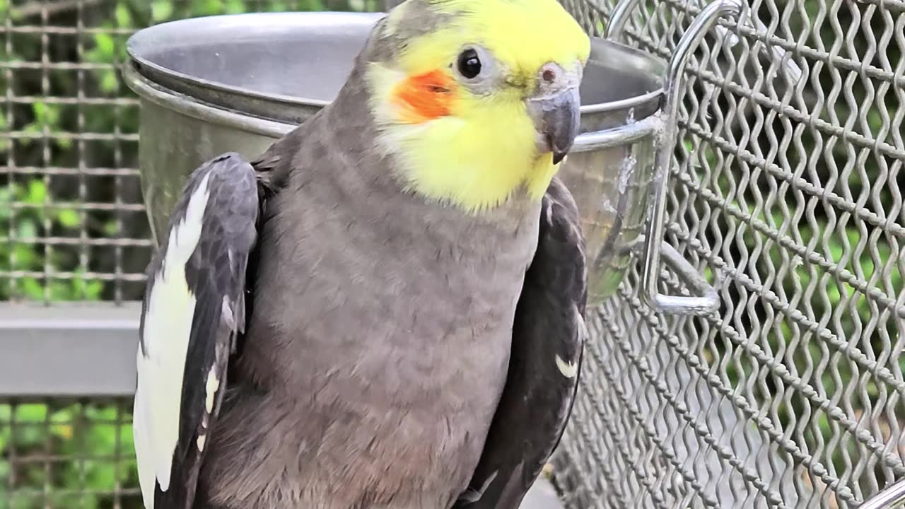 Papużka falista [Rolka]