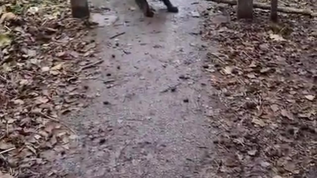 Dog Can't Fit Treasured Branch Through Trail Opening