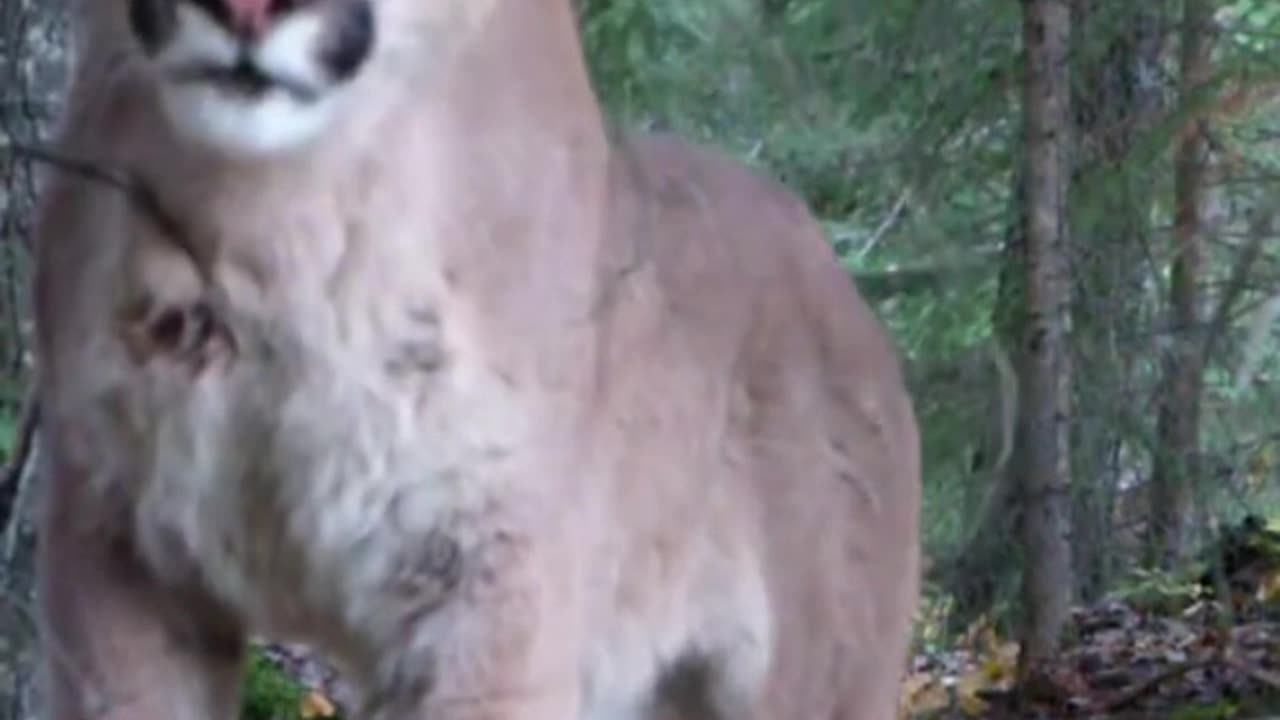 Terrifying final moments of a man before getting brutally mauled by a mountain lion