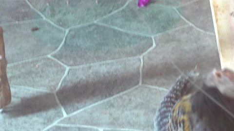 More of Molly running about