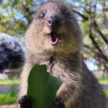 The sound of a quokka eating a leaf.. 😊