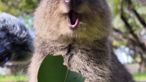The sound of a quokka eating a leaf.. 😊