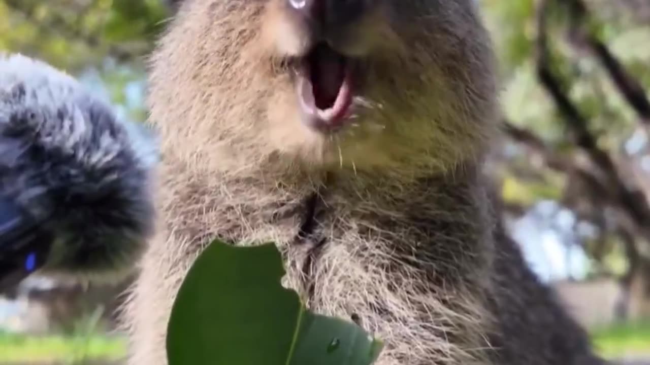 The sound of a quokka eating a leaf.. 😊