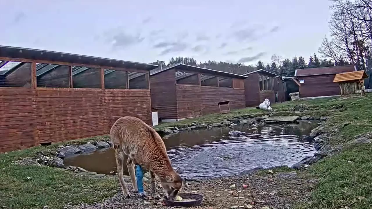 If the goat didn't jump ...