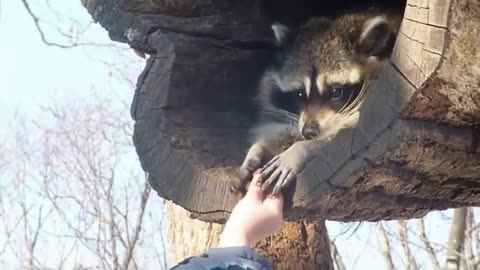 "Raccoon Trouble! Енот в деле – Top 5 Funniest Clips"