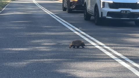 Echidna Crosses Australian Road