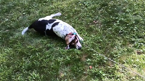 Bandit