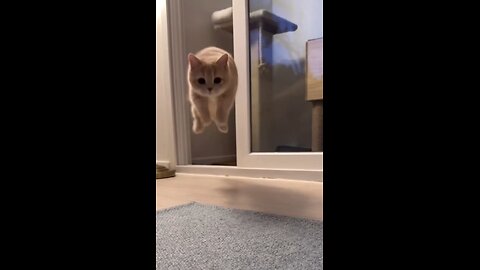 Watch the cat jump