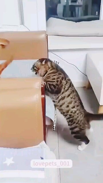 cat 🐈 and dog 🐕 fight