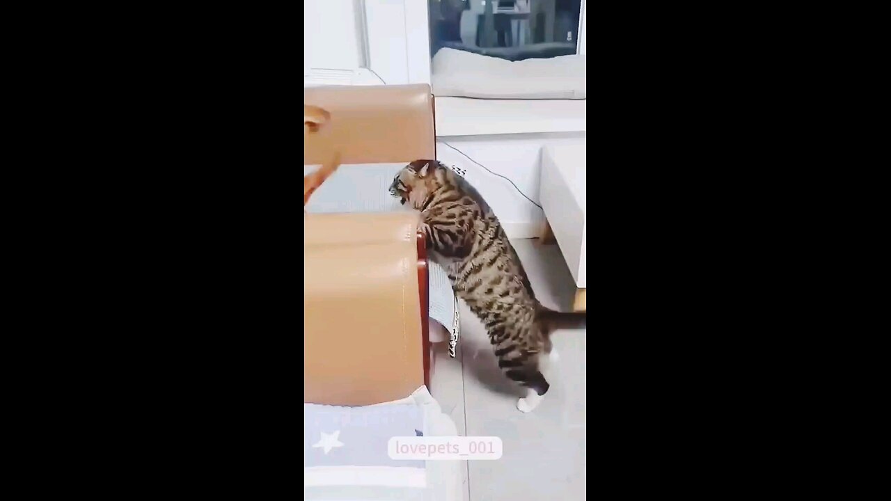 cat 🐈 and dog 🐕 fight