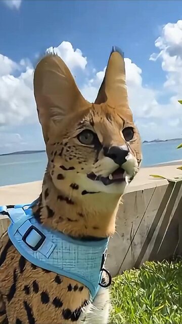 ✨ The Savannah Cat: The World's Rarest and Most Desired Feline Treasure! ✨
