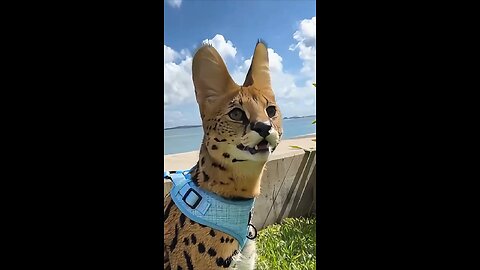✨ The Savannah Cat: The World's Rarest and Most Desired Feline Treasure! ✨