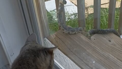 Bob The Cat Tells Off A Snake