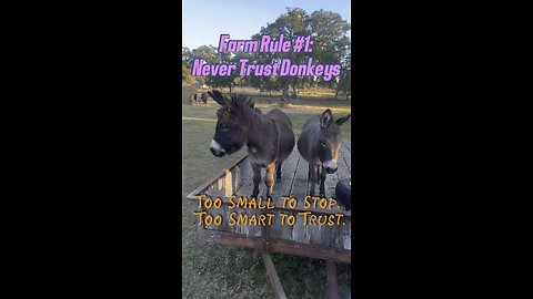Farm Rule #1: Never Trust Donkeys 😅