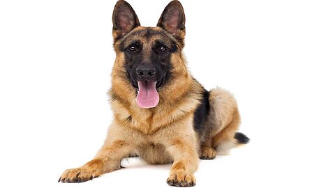 Best Dog Breeds for Home Protection