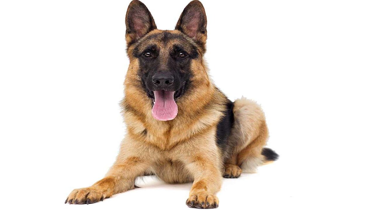 Best Dog Breeds for Home Protection