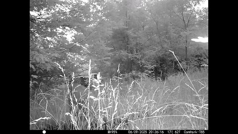 Deer Cam 06-09-2025 Well Hidden Doe Game Cam Trail Cam