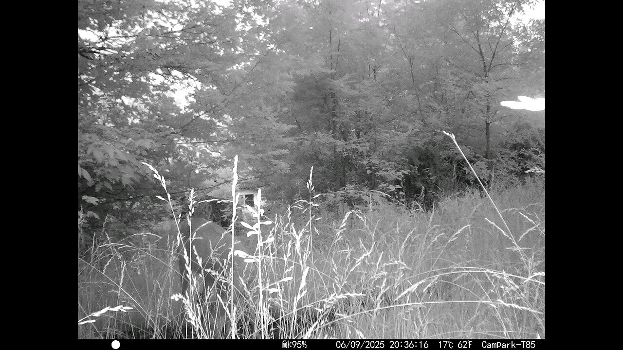 Deer Cam 06-09-2025 Well Hidden Doe Game Cam Trail Cam