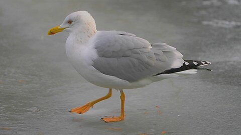 The Large European Herring Gull Walking and Foraging on Ice