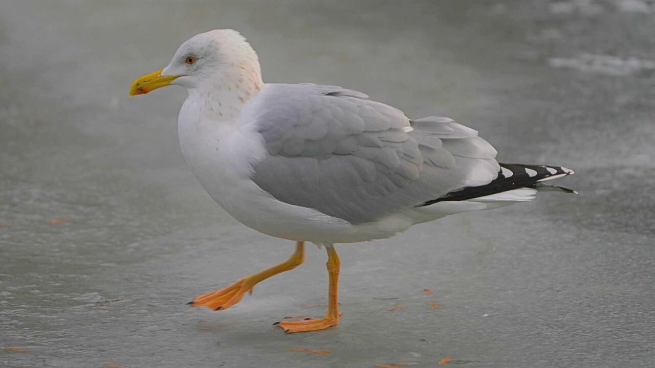The Large European Herring Gull Walking and Foraging on Ice