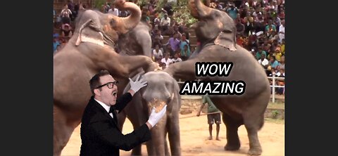 Elephants Dance Animals Beautiful dance Amazing ❤️🥰