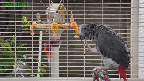 Top 5 Smartest Animals on the Planet – #2 Will Blow Your Mind!