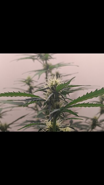 Gorilla Cookies auto week 6 day 4