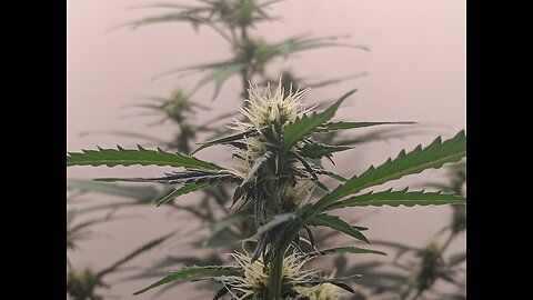 Gorilla Cookies auto week 6 day 4
