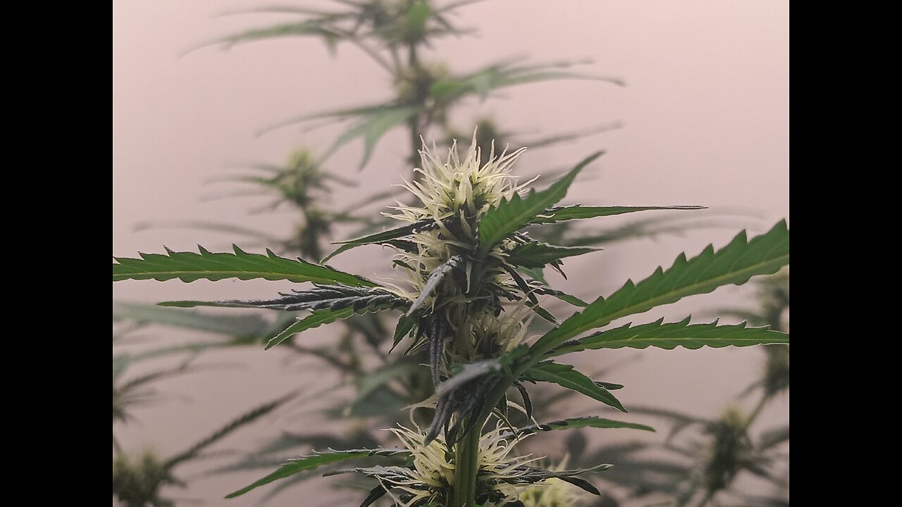 Gorilla Cookies auto week 6 day 4