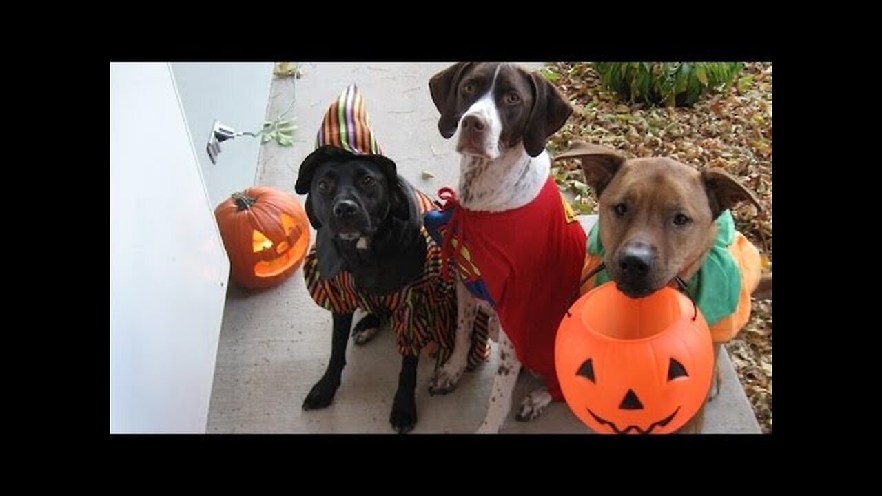 Cats and dogs wearing Halloween costumes - Funny and cute animal compilation