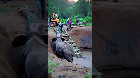 Heroic Rescue of a Trapped Baby Elephant in the Jungle 🐘🌿 | A Heartwarming True Story