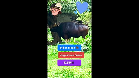 🦬 A symbol of strength and grace deep in the Indian wilderness #indianbison, #wildindia