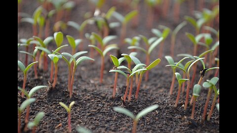 Transplanting Seedlings