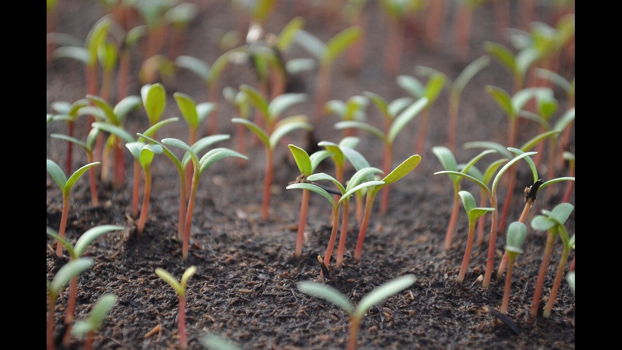 Transplanting Seedlings
