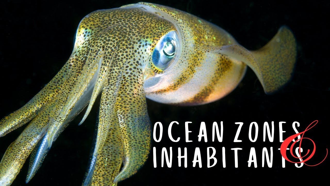 The Animals that live in different Ocean Zones