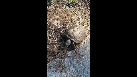 Gopher tortoise 🐢 picks up a cigarette butt