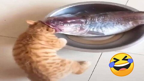 Funniest Cats and Dogs Videos 😹🐶 Best Funny Animal Videos 😂 Funny Pets Zone