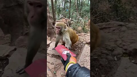 Funny monkey #12