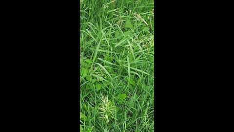 unknown creature part 1of3