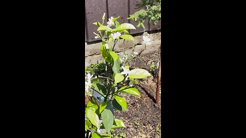 Citrus has been transplanted...