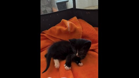 Little black kitten 🐈‍⬛