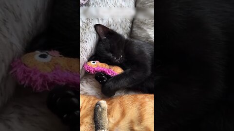 The kitten got into a guys car and eventually found a new owner