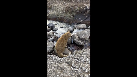 Cat in nature.