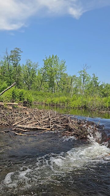 beaver dam