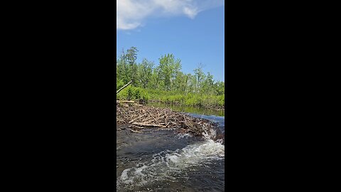 beaver dam