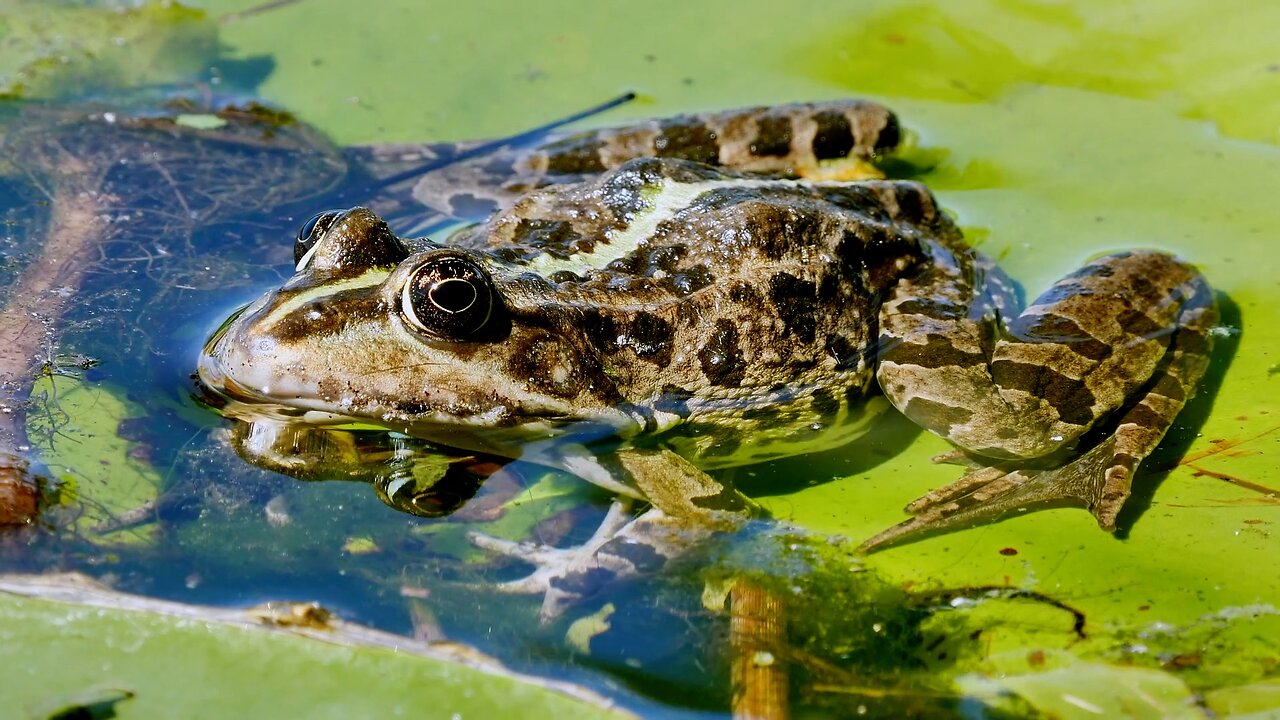 ASMR WORN OUT? GET RID OF PHYSICAL & MENTAL TIREDNESS WITH THIS POUND SOUNDS, FROGS, INSECTS, BIRDS