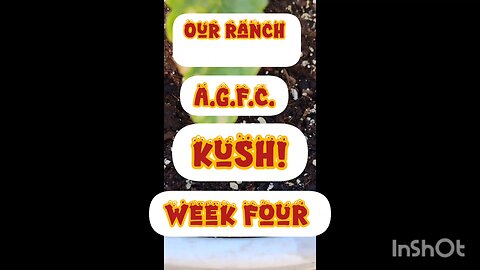 AGFC Kush Week Four Growth