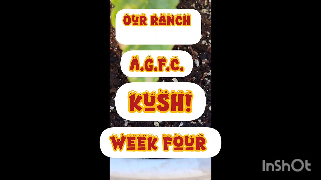 AGFC Kush Week Four Growth